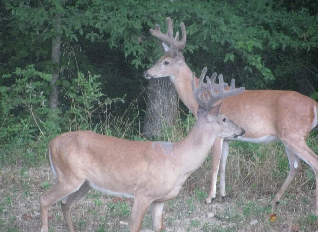 1423 Pack Road White Bluff TN 37187