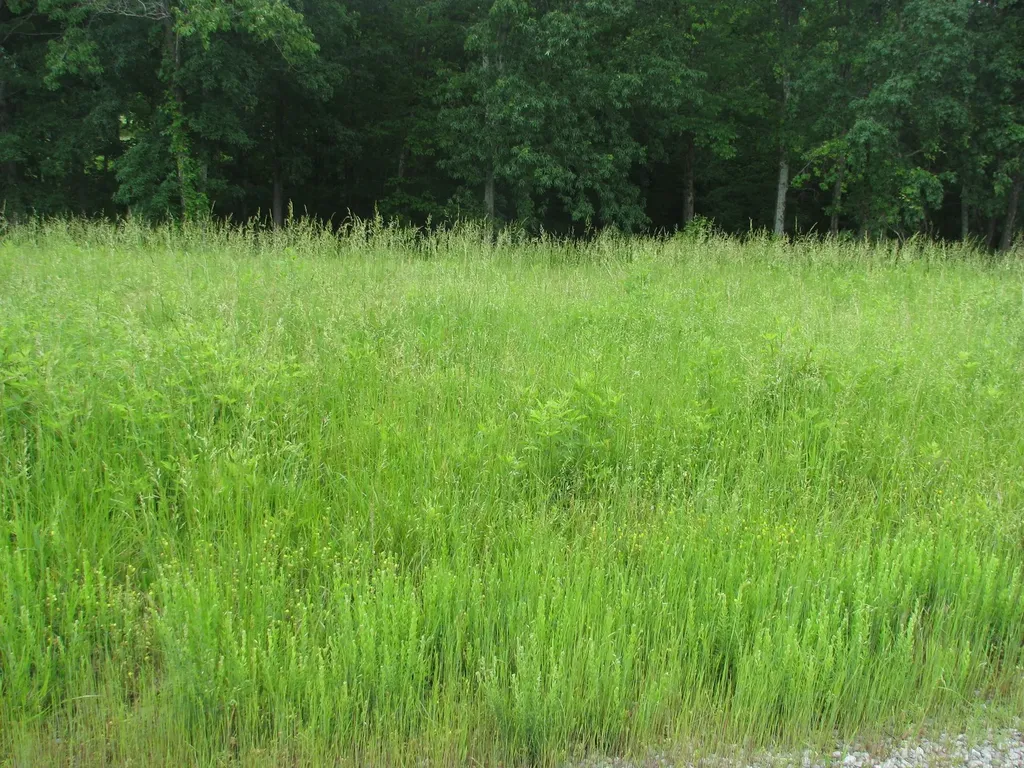 0 Barge Lane Waverly TN 37185