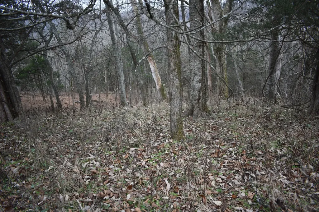 256 Maggart Road Elmwood TN 38560
