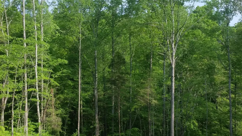 7454 Sugar Camp Hollow Road Fairview TN 37062