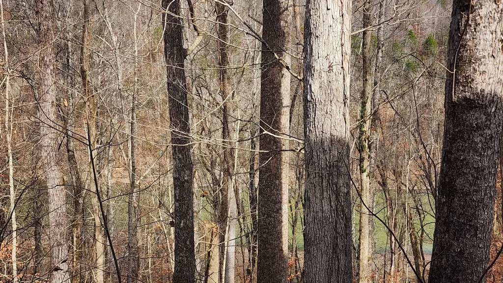 5615 Eastport Road Alpine TN 38543
