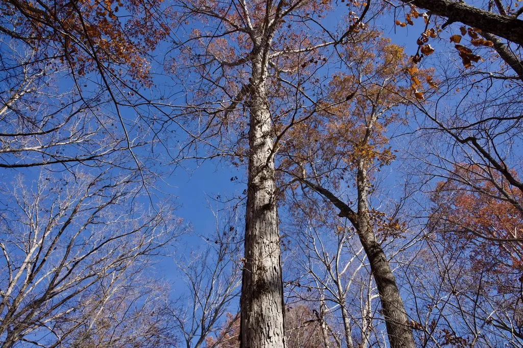 7 West Of Barlow Road Rock Island TN 38581