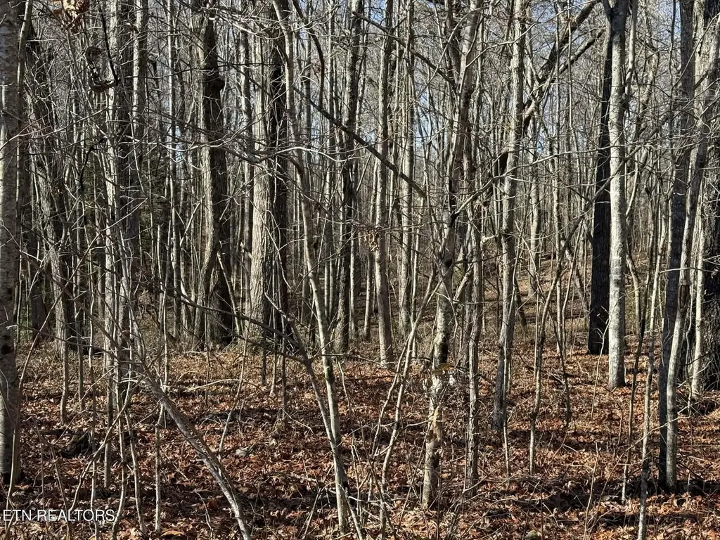 0 Georgee Road, Lot 14 Jamestown TN 38556