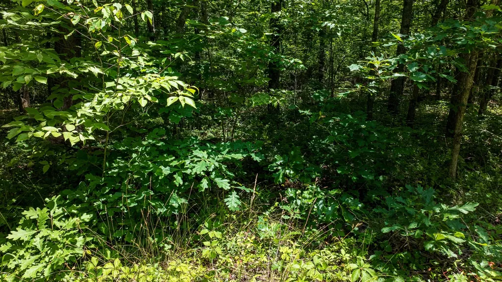 5011 Ostego Drive Crossville TN 38572