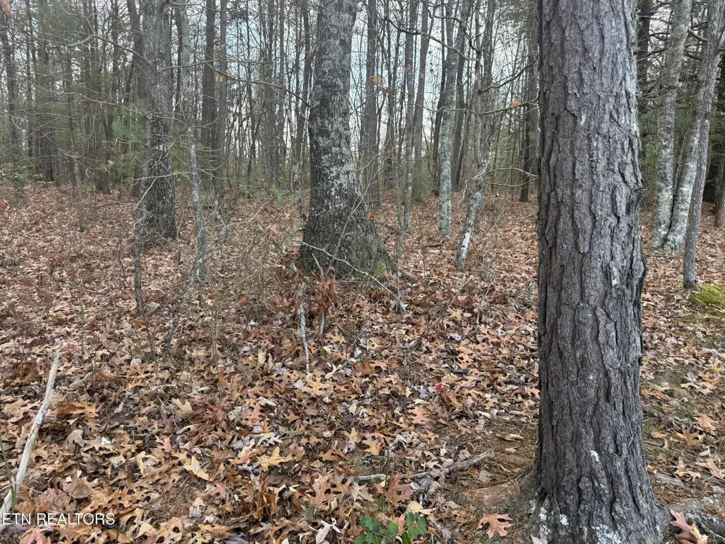 0 Valerie Drive 10.77 Acres Drive Deer Lodge TN 37726