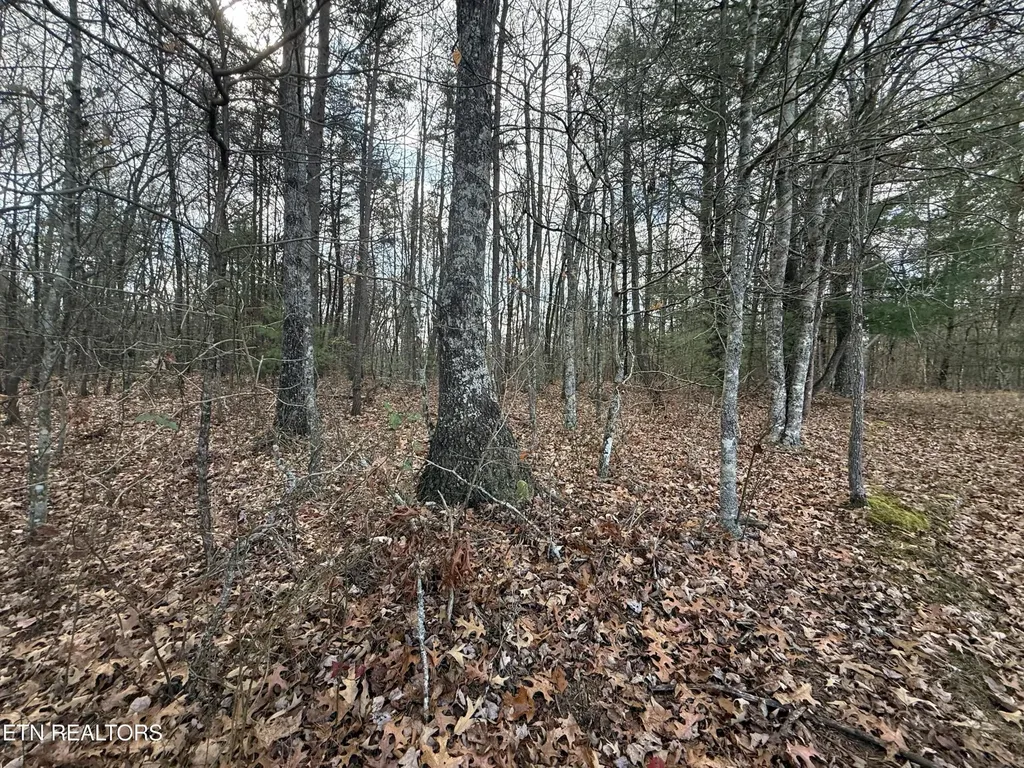 0 Valerie Drive 10.77 Acres Drive Deer Lodge TN 37726
