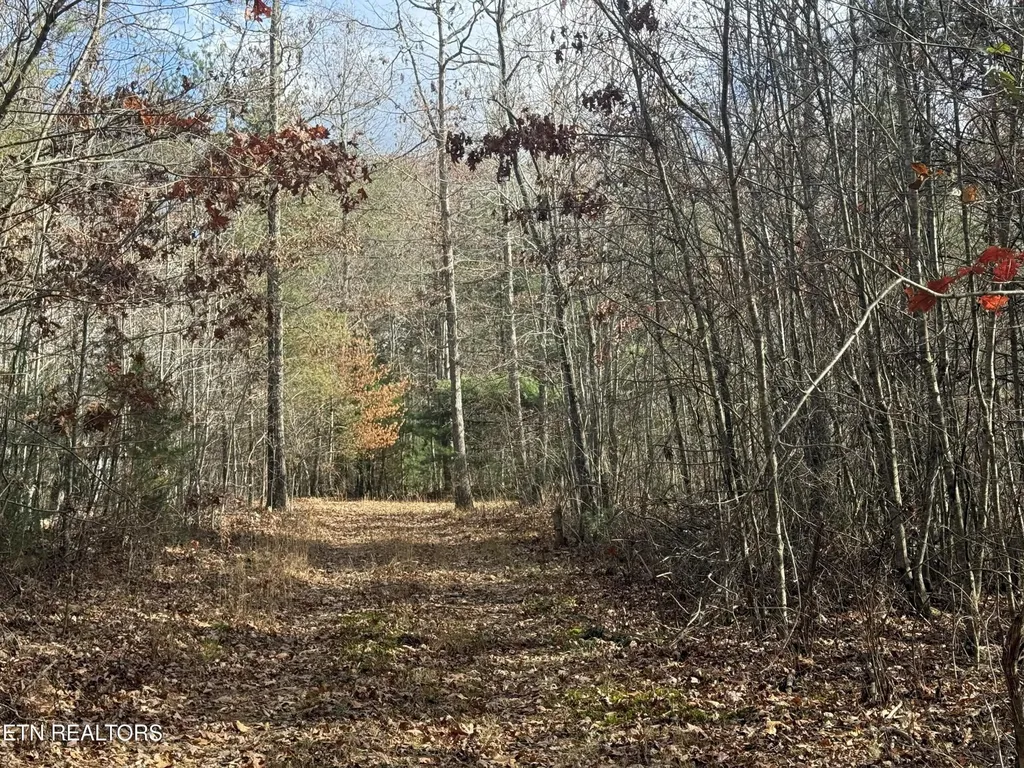 0 Valerie Drive 10.77 Acres Drive Deer Lodge TN 37726