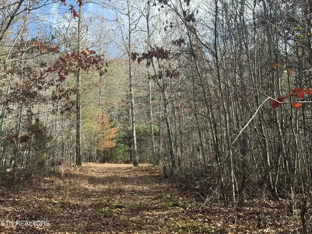 0 Valerie Drive 10.77 Acres Drive Deer Lodge TN 37726