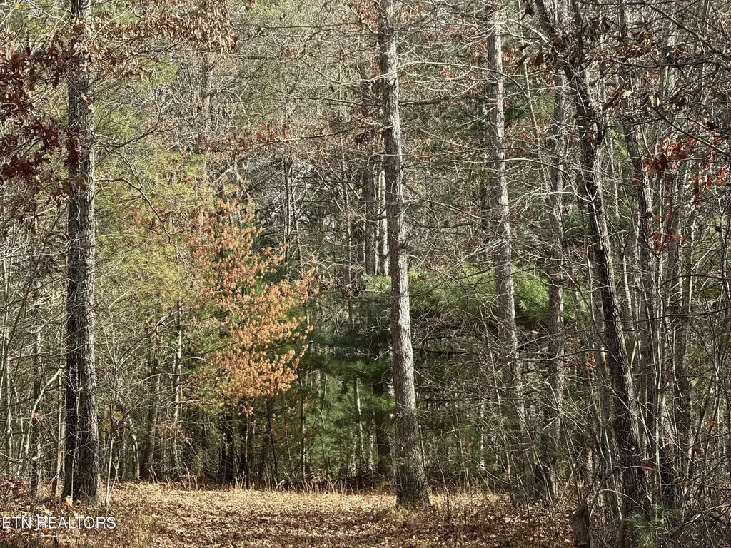 0 Valerie Drive 10.77 Acres Drive Deer Lodge TN 37726