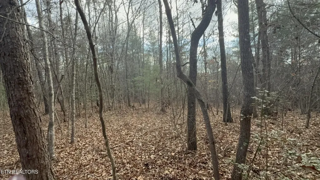 0 Valerie Drive 10.77 Acres Drive Deer Lodge TN 37726