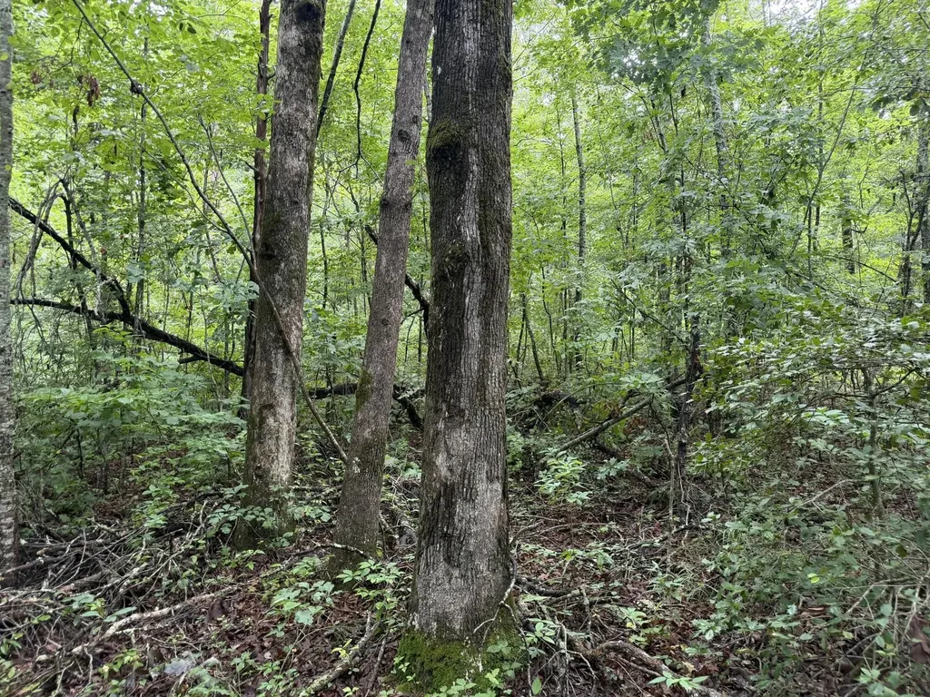 2571 Bellview Road Pikeville TN 37367