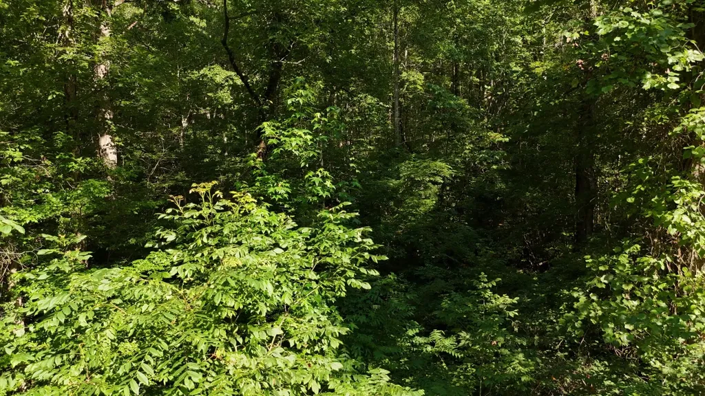 1314 Clifton Cemetery Road Spring City TN 37381