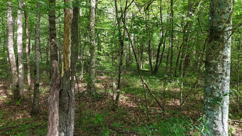 1314 Clifton Cemetery Road Spring City TN 37381