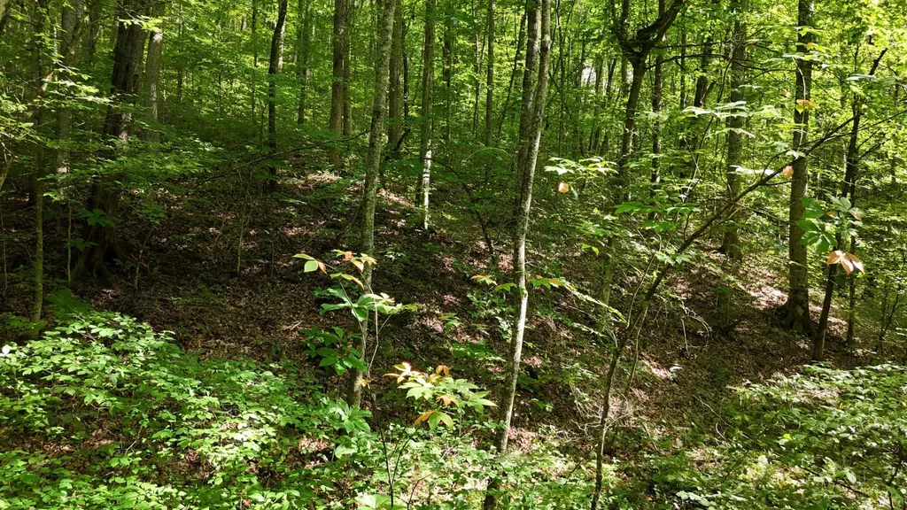 1314 Clifton Cemetery Road Spring City TN 37381