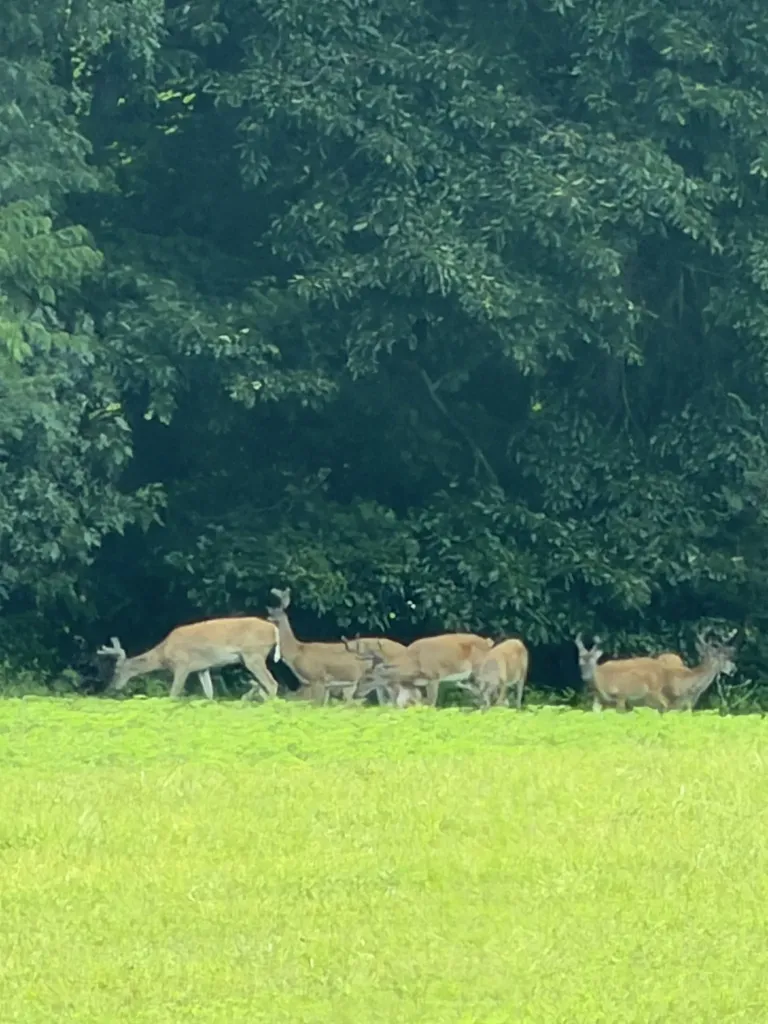 0 Swift Road Greenbrier TN 37073