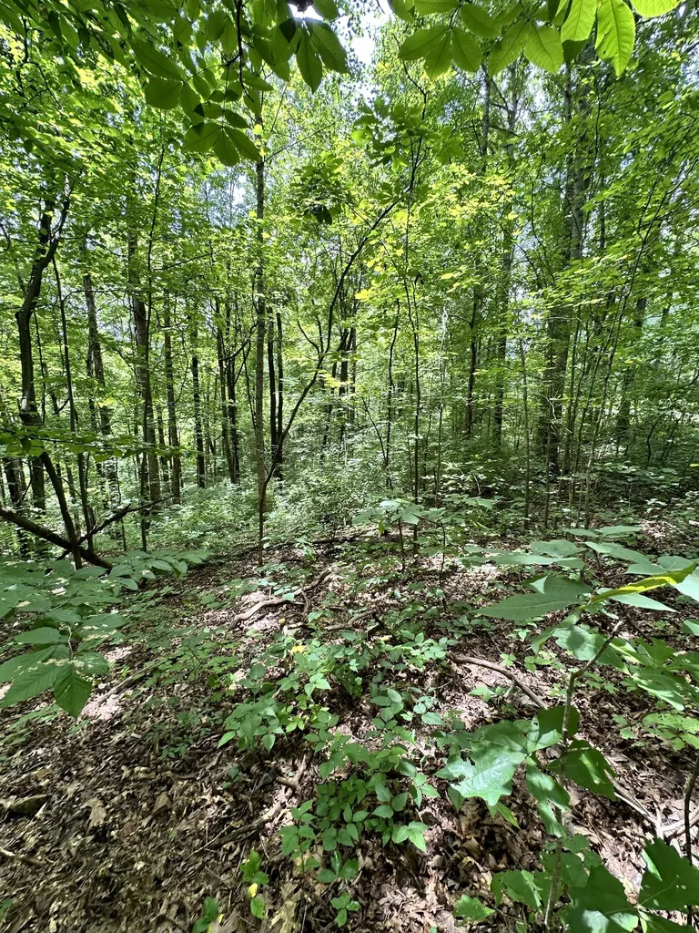 0 Les Hughes Road Fairview TN 37062