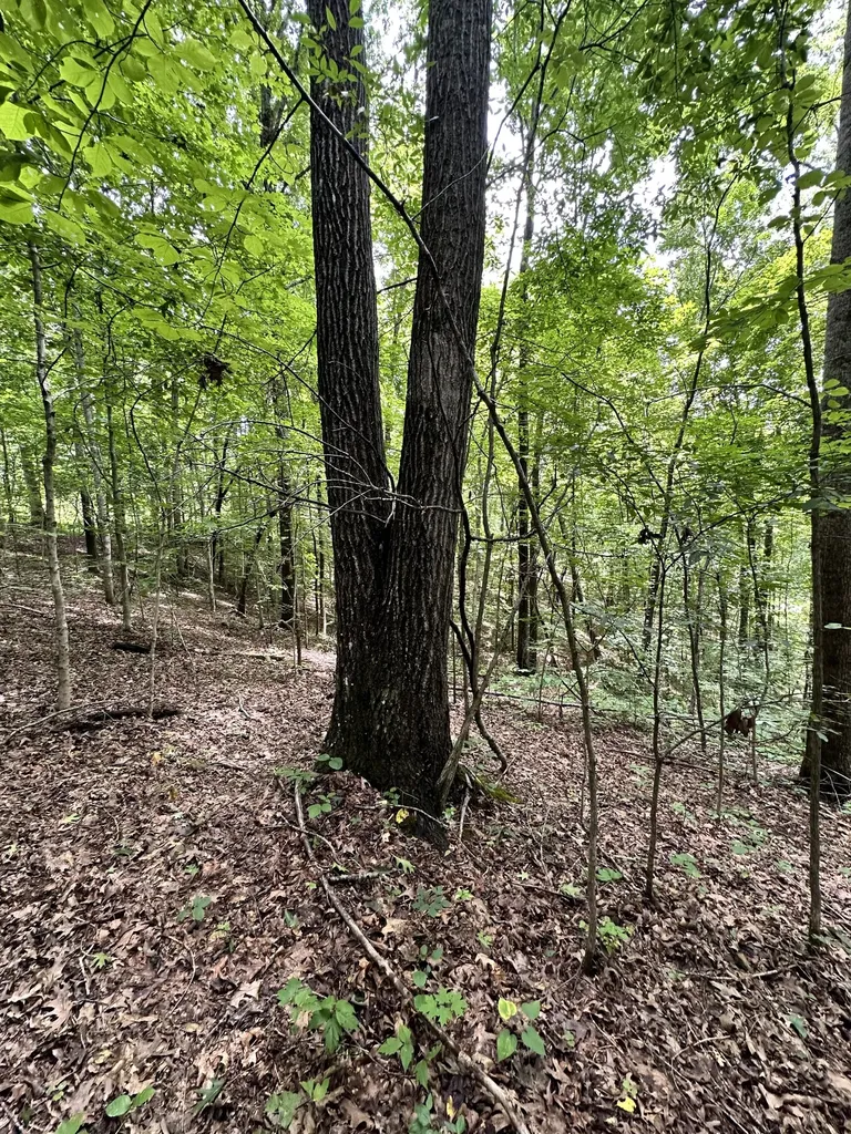 0 Les Hughes Road Fairview TN 37062