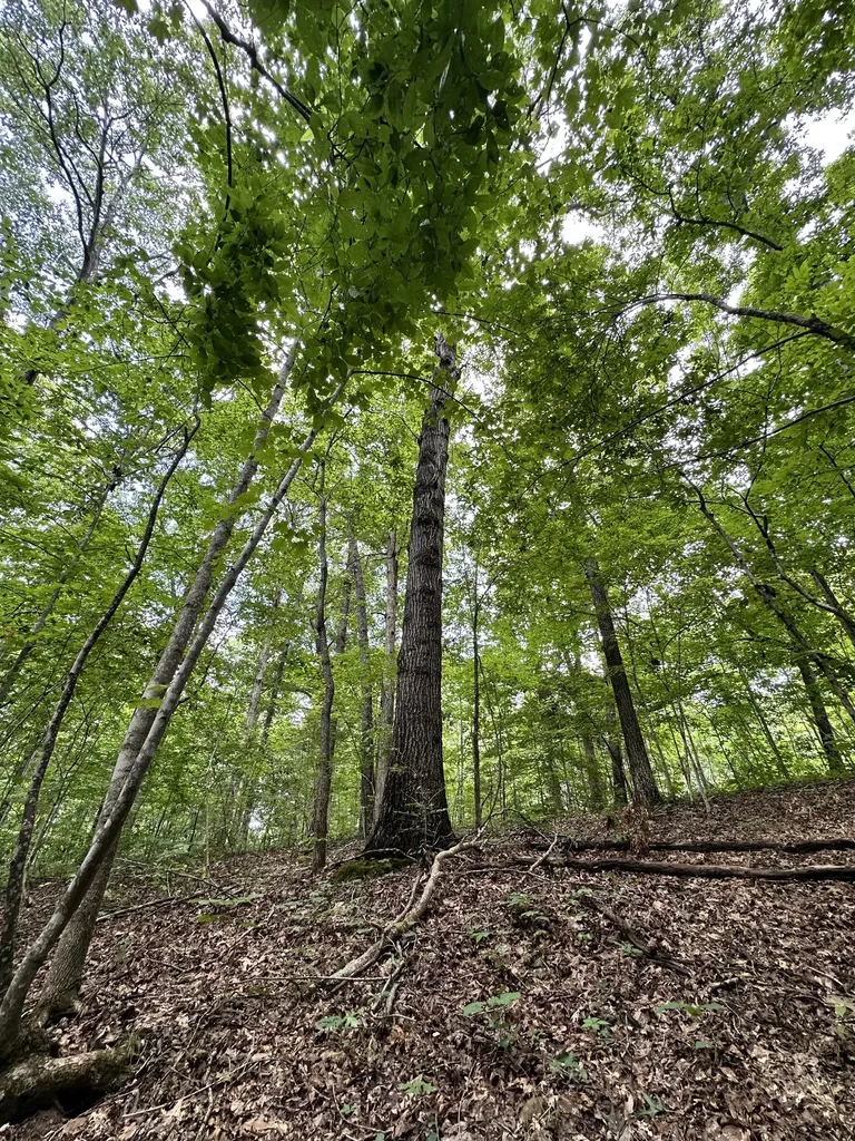 0 Les Hughes Road Fairview TN 37062