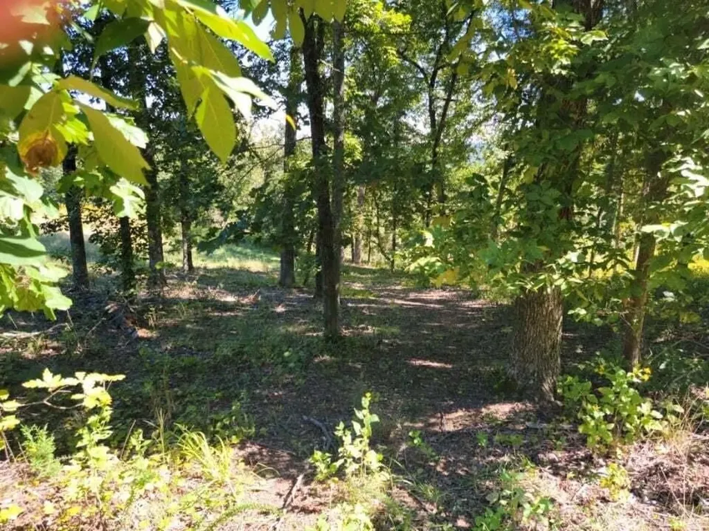 272 Spruce Drive Spring City TN 37381