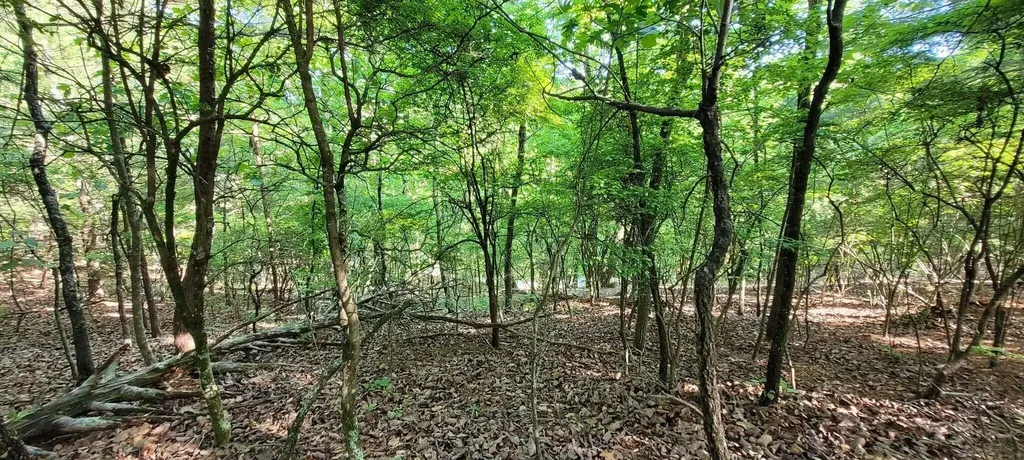 123 Dogwood Court Spring City TN 37381
