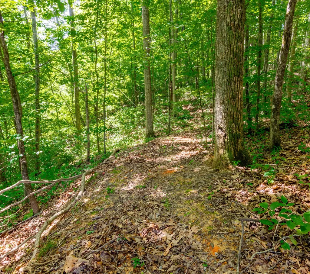 2479 Shut In Gap Road Spring City TN 37381
