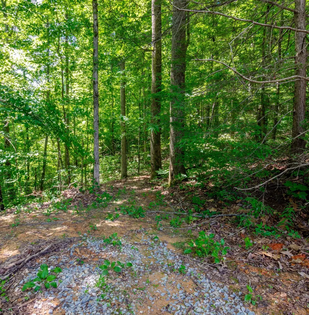 2479 Shut In Gap Road Spring City TN 37381