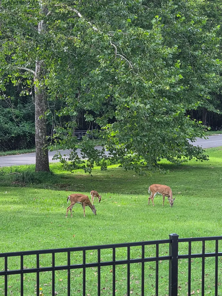 28 Noel Drive Mount Juliet TN 37122