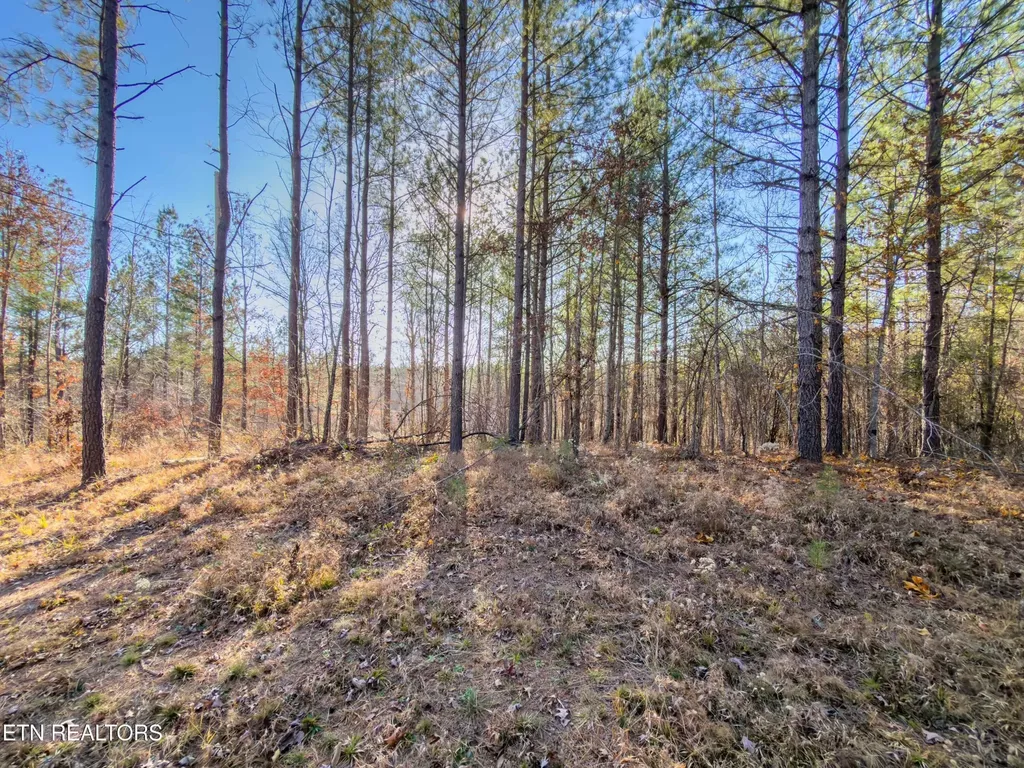 9745 Morgan County Highway Sunbright TN 37872