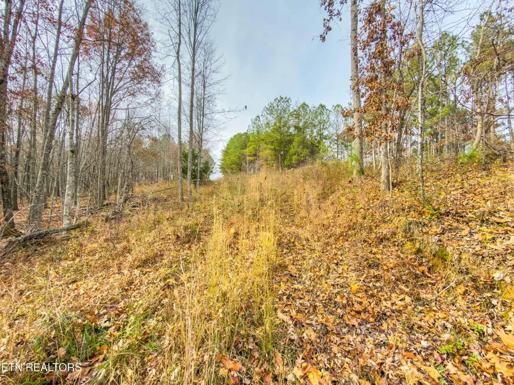 9745 Morgan County Highway Sunbright TN 37872