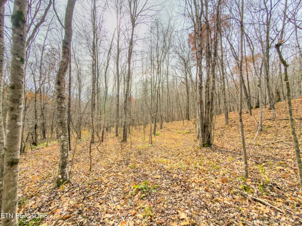 9745 Morgan County Highway Sunbright TN 37872
