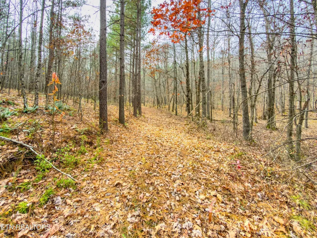 9745 Morgan County Highway Sunbright TN 37872