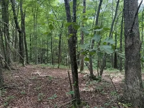 3 S Pittsburg Mountain Road South Pittsburg TN 37380