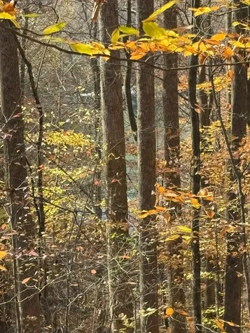 0 Old Tullahoma Road Estill Springs TN 37330