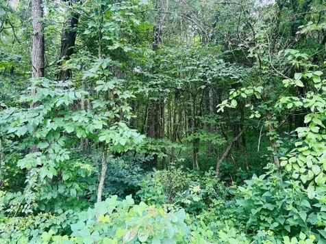 0 Pleasant Grove Road Westmoreland TN 37186