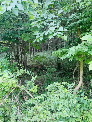 0 Pleasant Grove Road Westmoreland TN 37186