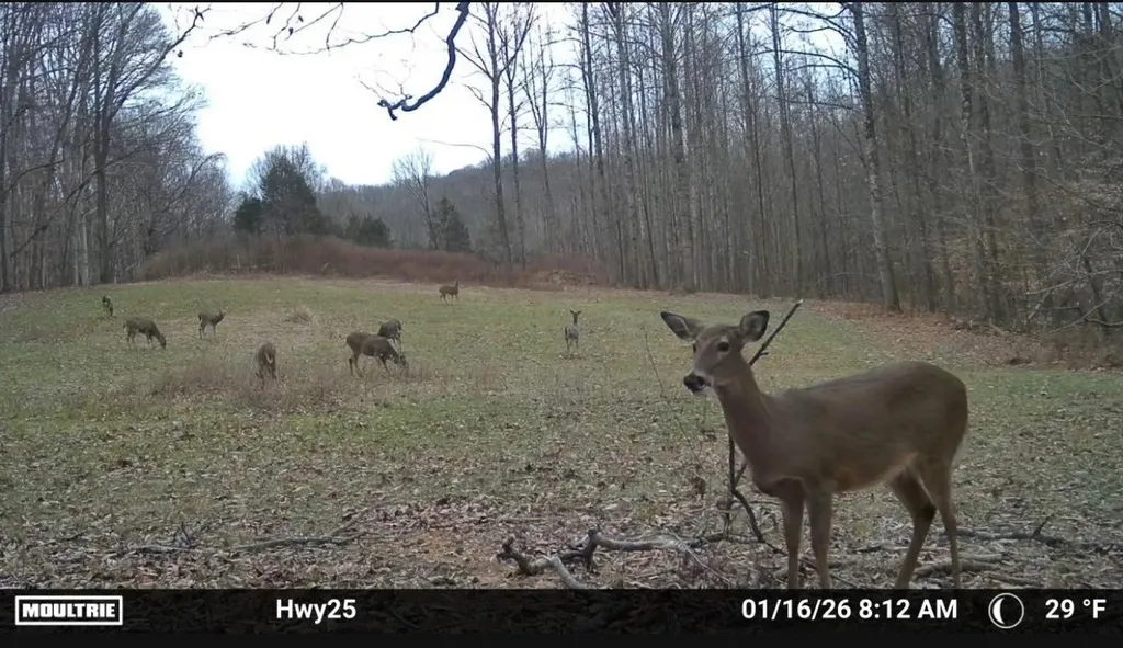 189 Bud Pvt Lane Cottontown TN 37048