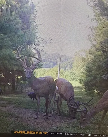 111 Gus Wallace Road Bumpus Mills TN 37028