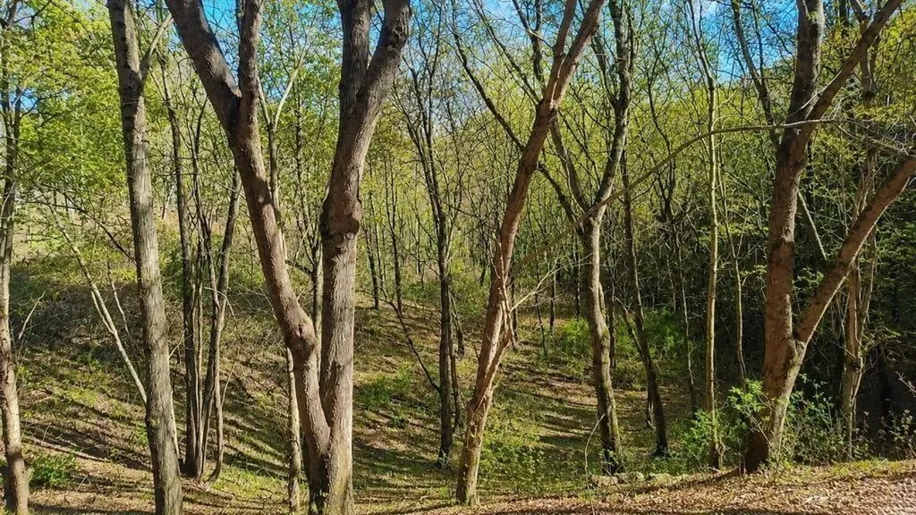 0 Blackberry Ridge Way Smithville TN 37166