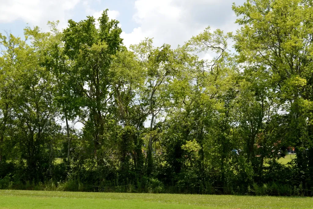 1332 Grassy Plain Pass Lewisburg TN 37091