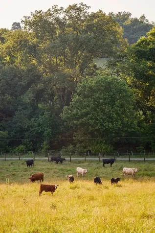 2405 Thompson Road Lewisburg TN 37091