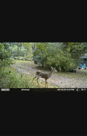 1150 Bell Hollow Road Vanleer TN 37181