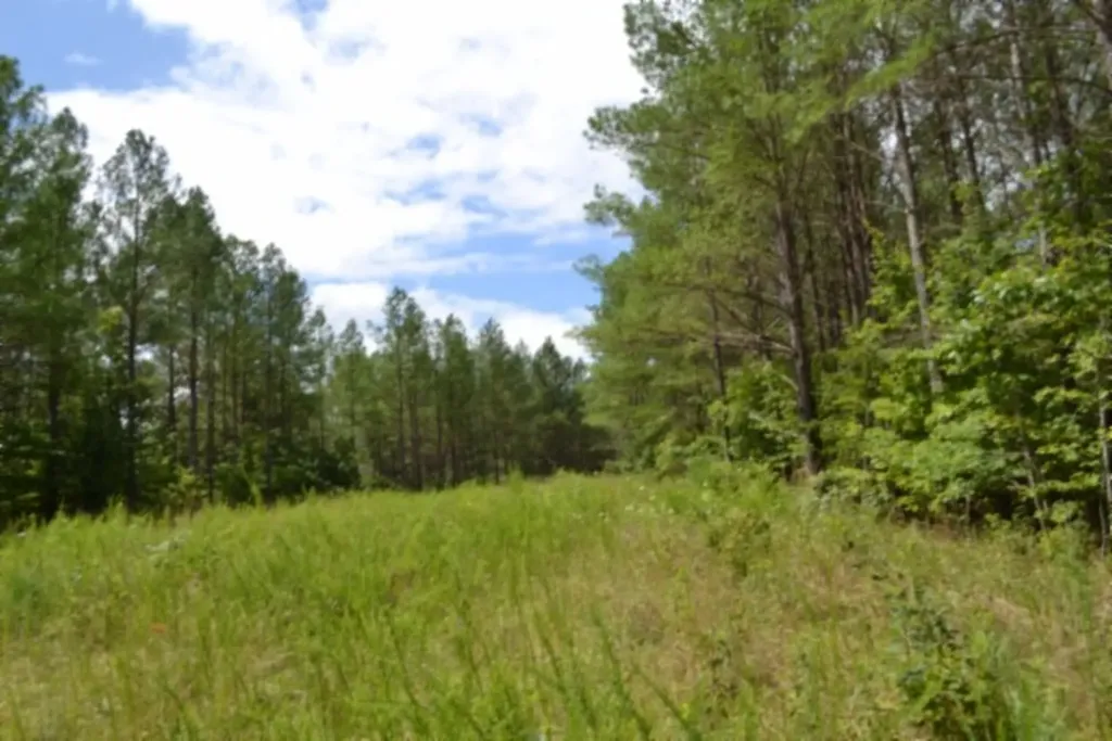 318 Rhodas Way Sunbright TN 37872