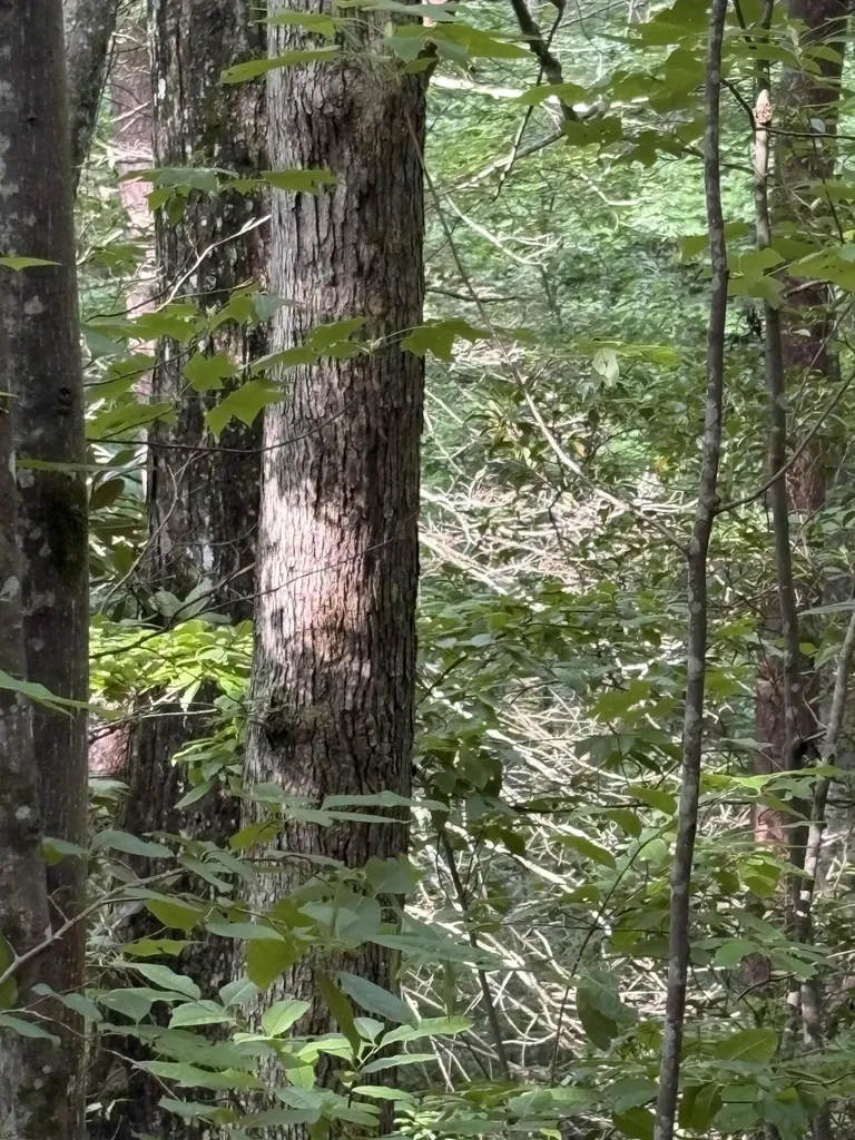 5 Old Furnace Road Tellico Plains TN 37385