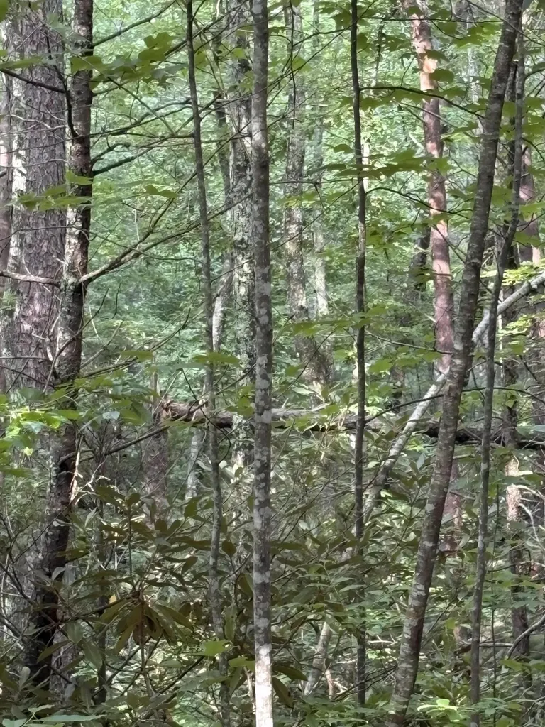 5 Old Furnace Road Tellico Plains TN 37385