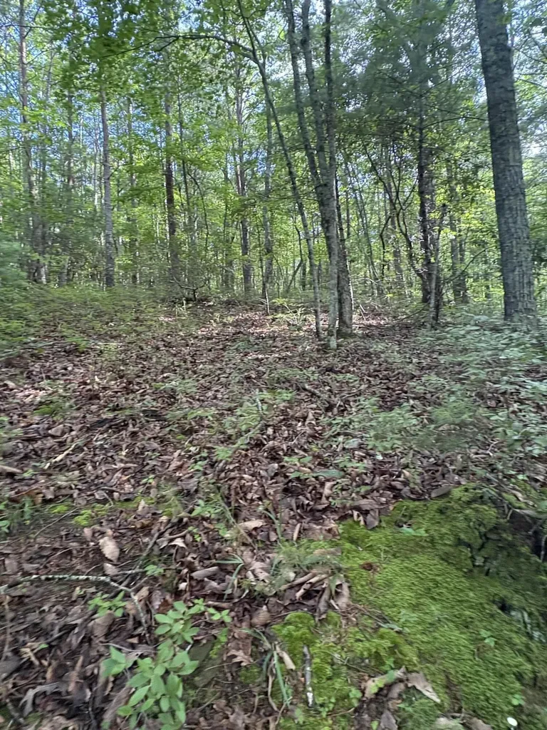 2 Old Furnace Road Tellico Plains TN 37385