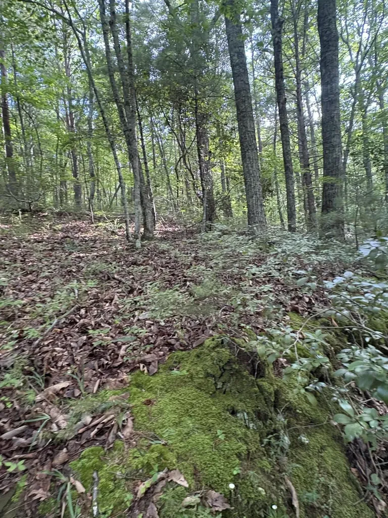 2 Old Furnace Road Tellico Plains TN 37385