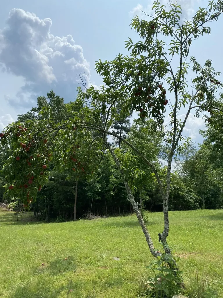1751 County Road 50 Riceville TN 37370