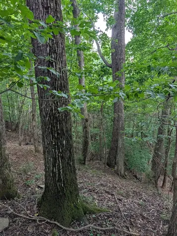 580 Preservation Drive South Pittsburg TN 37380