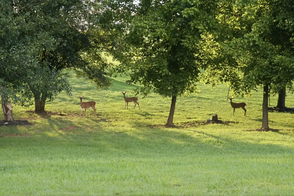1780 Berea Church Road Lebanon TN 37087