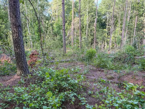164 Center Ridge Drive Hohenwald TN 38462